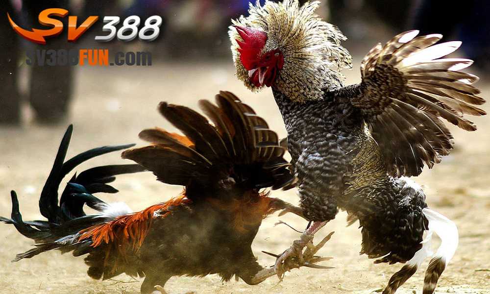 Chương trình quảng bá giải thưởng Ku11 - Ku11